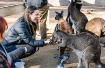 Blue Mountains All-inclusive Tour with Scenic World & Lunch