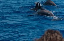 Dolphin Watching in Mallorca – Small Group Marine Life Experience