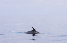 Dolphin Watching in Mallorca – Small Group Marine Life Experience
