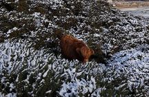 Pentland Hills & Highland Cows guided walks near Edinburgh