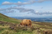 Pentland Hills & Highland Cows guided walks near Edinburgh
