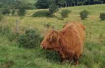 Pentland Hills & Highland Cows guided walks near Edinburgh