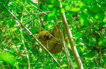 Sloths and Monkeys Guided Tour in Arenal Nature Walk