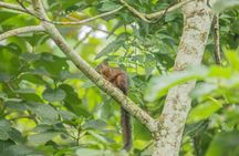 Sloths and Monkeys Guided Tour in Arenal Nature Walk