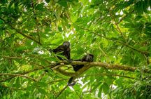 Sloths and Monkeys Guided Tour in Arenal Nature Walk