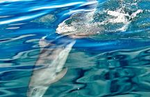 Whale Watching with Snorkeling and Fishing in Puerto Jiménez