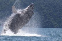 Whale Watching with Snorkeling and Fishing in Puerto Jiménez