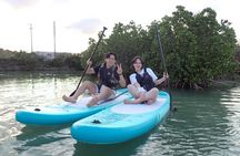 Hidden Jungle Mangrove SUP in Miyakojima (English tour)