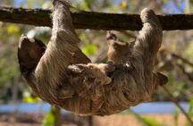 Roatan Private Excursión, Monkey & Sloth Sanctuary & Beach Break