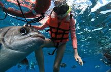 Shared Snorkeling Tour Playa El Cielo in Cozumel