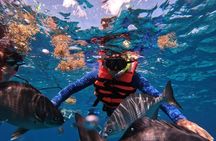 Shared Snorkeling Tour Playa El Cielo in Cozumel