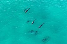 Straddie Sun Sand and Surf Tour Wildlife Culture and Beach Fun