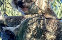 Straddie Sun Sand and Surf Tour Wildlife Culture and Beach Fun