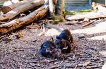After Dark Tasmanian Devil Feeding Tour at Cradle Mountain