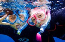 Yakushima Sea Turtle Snorkeling | English Guide | Small Group