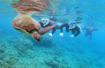 Yakushima Sea Turtle Snorkeling | English Guide | Small Group