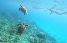 Yakushima Sea Turtle Snorkeling | English Guide | Small Group