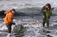 Private Tour: Amber Hunting in Curonian Spit from Klaipeda