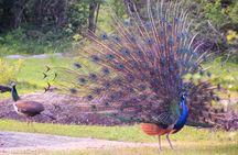 Yala National Park Safari from Mirissa