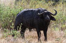 1 Day Trip to Akagera National Park