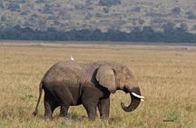 1 Day Trip to Akagera National Park