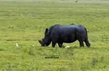 1 Day Trip to Akagera National Park