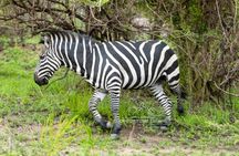 1 Day Trip to Akagera National Park