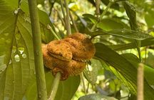 River Celeste Falls Walk Sloths Coffee and Cocoa Combo