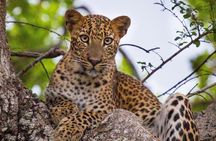 From Anuradhapura : Wilpattu 12hrs Full-Day Safari