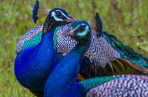 From Anuradhapura : Wilpattu 12hrs Full-Day Safari