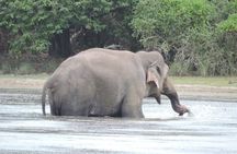 From Anuradhapura : Wilpattu 12hrs Full-Day Safari