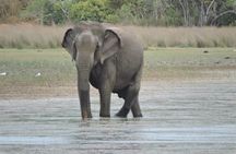 From Anuradhapura : Wilpattu 12hrs Full-Day Safari