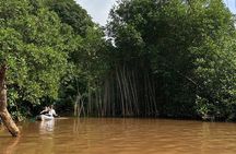 Mangrove Kayak - near Sámara & Carrillo Beach