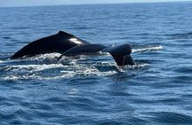 Dolphin Watching with Costa Rican Companies