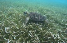 2.5 Hours Snorkeling Costa Maya