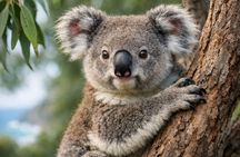 Great Ocean Road Boutique Eco Tour small Group melbrne hotel pick