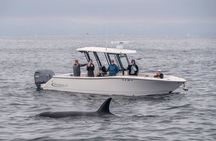 Luxury 3‑Hour Whale Watching Experience