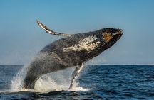 Luxury 3‑Hour Whale Watching Experience