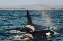 Luxury 3‑Hour Whale Watching Experience