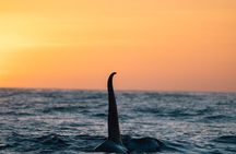 Luxury 3‑Hour Whale Watching Experience
