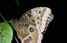 Night tour through the Monteverde cloud forest
