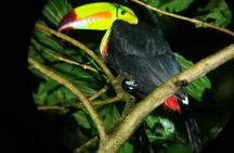 Arenal Night Walk: Frogs, Sloths & Wildlife with Naturalist Guide
