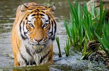 Private 4-Day Golden Triangle Tour with Ranthambore Tiger Safari