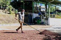 Coffee Tour - near Sámara & Carrillo Beach