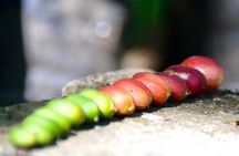 Coffee Tour - near Sámara & Carrillo Beach