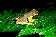 Small-Group Night Tour in Monteverde’s Cloud Forest
