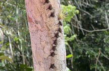 Lake Gatun Nature Cruise Panama Canal Experience