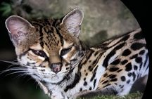 Arenal Night Walk: Frogs, Sloths & Wildlife with Naturalist Guide
