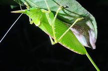 Small-Group Night Tour in Monteverde’s Cloud Forest