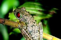 Small-Group Night Tour in Monteverde’s Cloud Forest